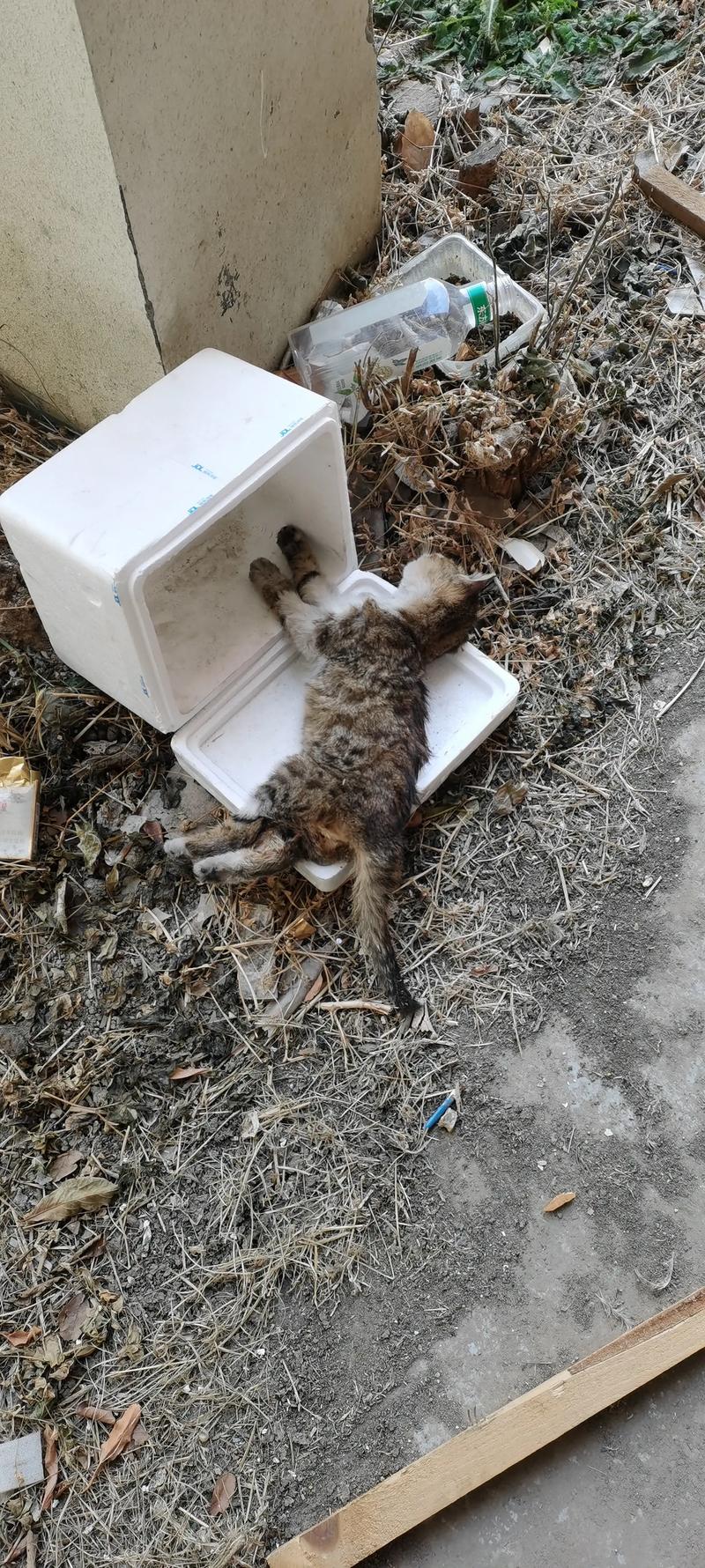死猫
