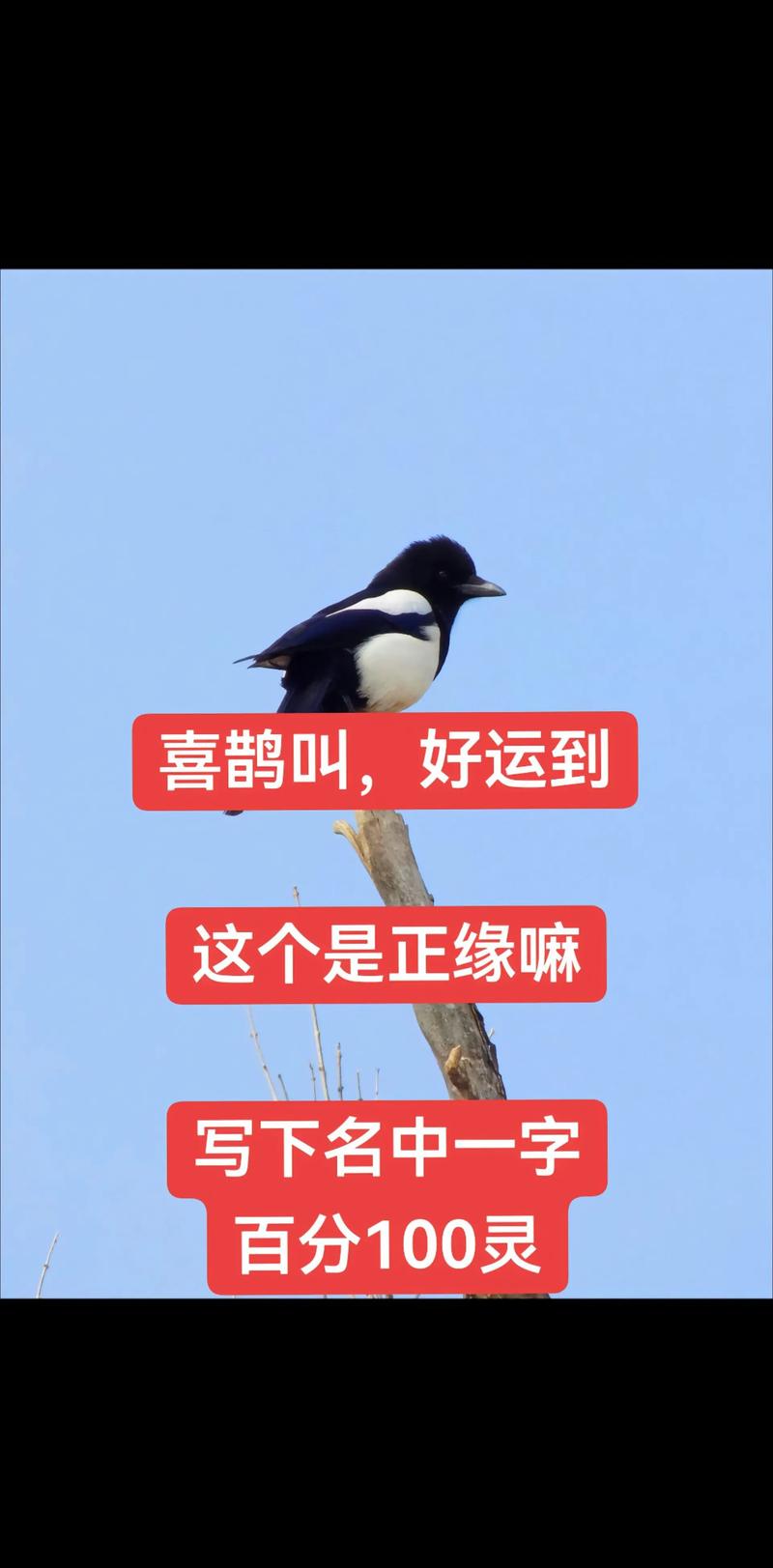 喜鹊视频纯净版v2.1.19修改版无需登录