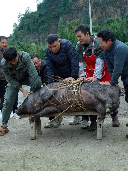 怀化打年猪体验