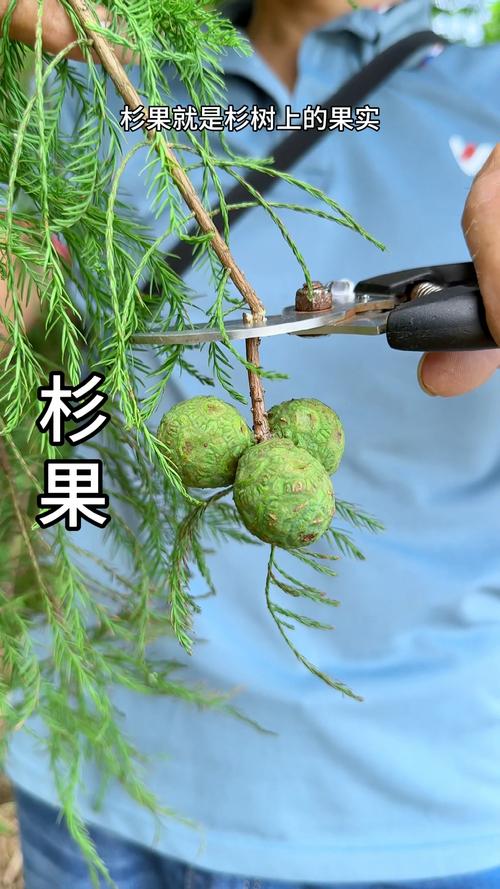 杉果官方正版