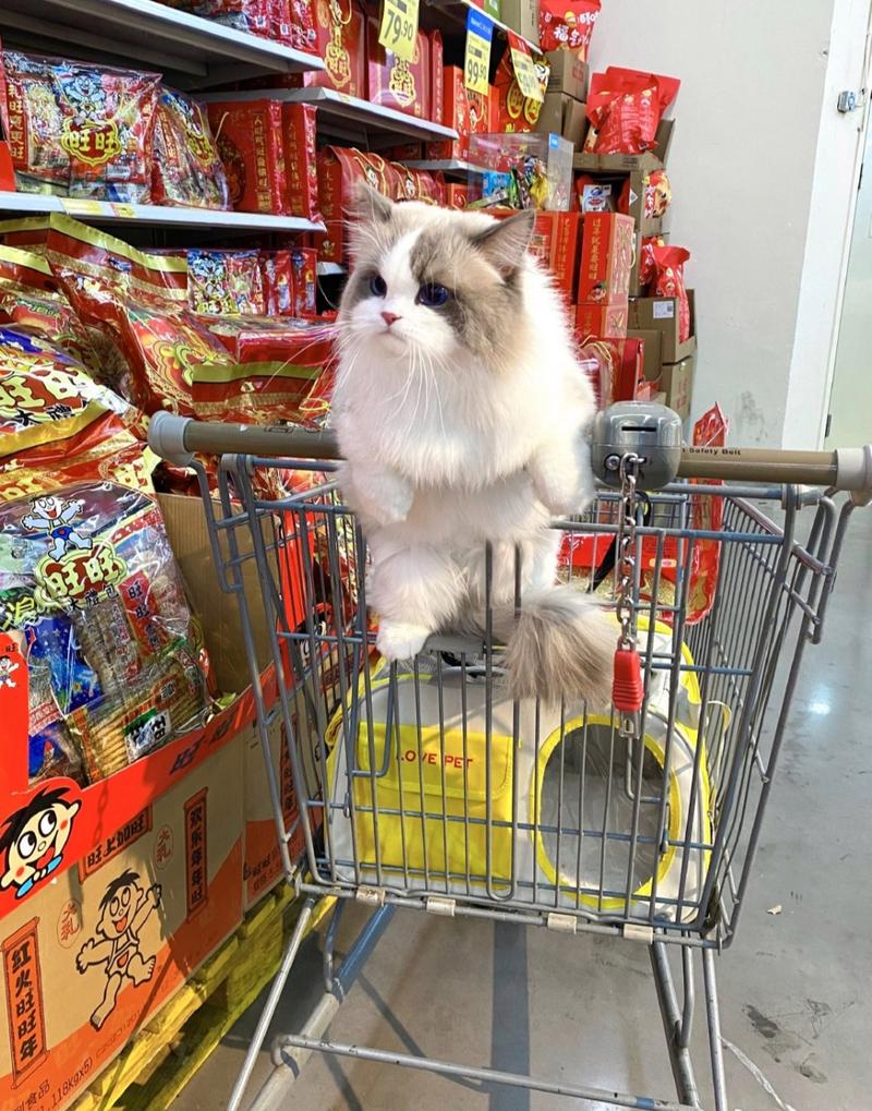 淘购猫