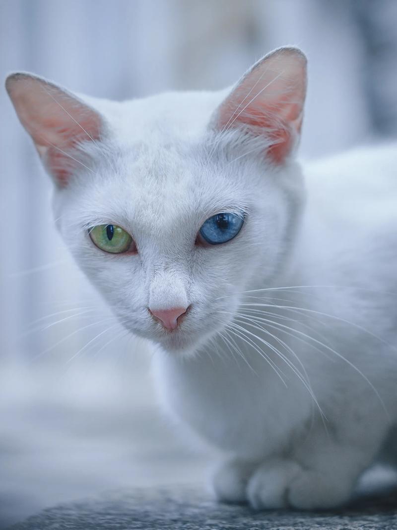异瞳 小白龟的猫