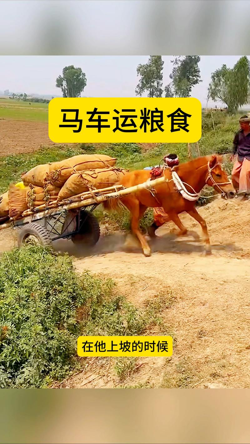 老少配小马拉大车视频大全