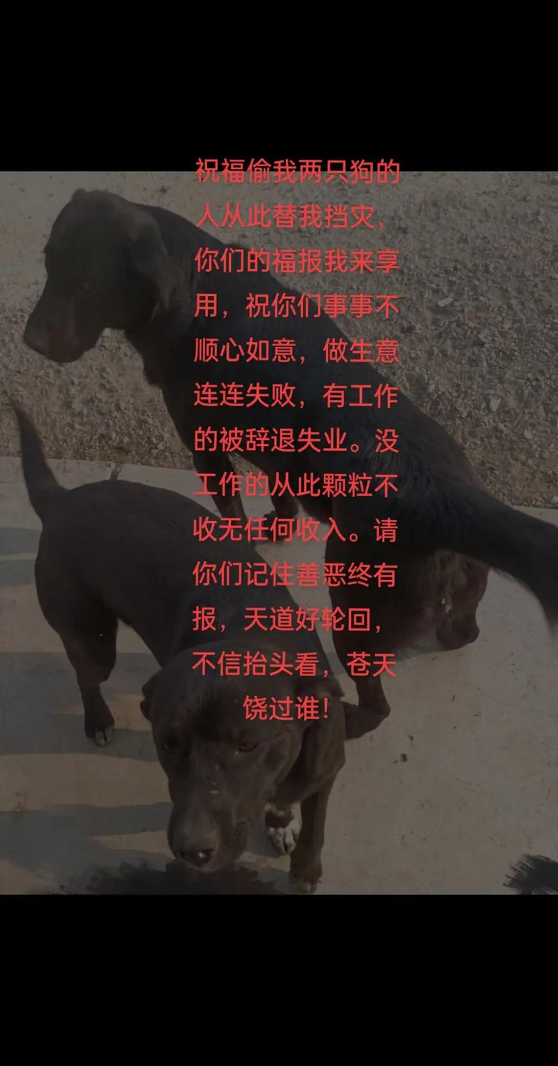我老婆战胜大黑狗1-42集