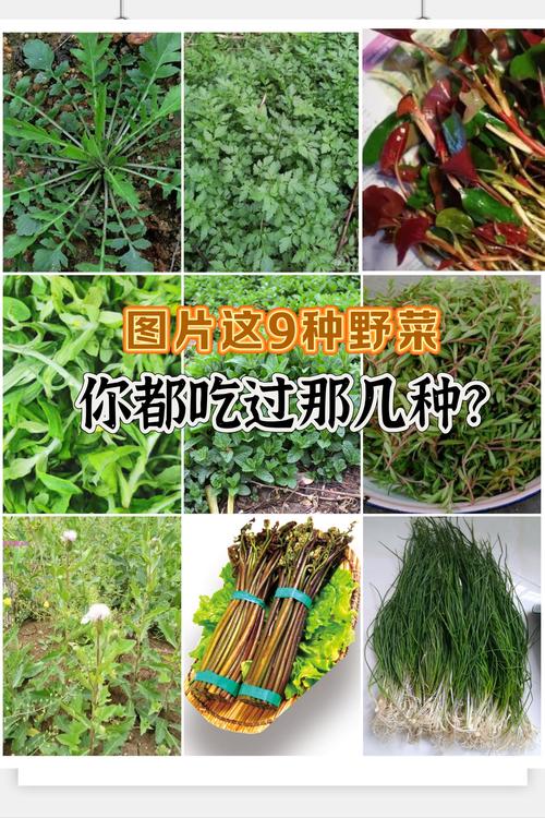 嫩野草一区一三区四