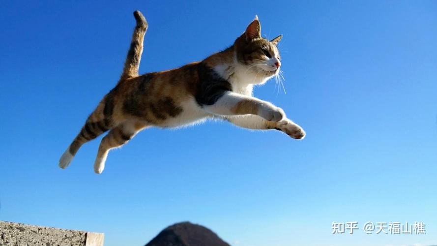 跳跃小猫咪