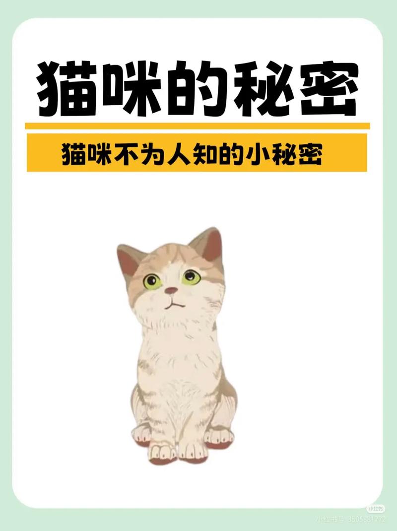 小猫咪的秘密