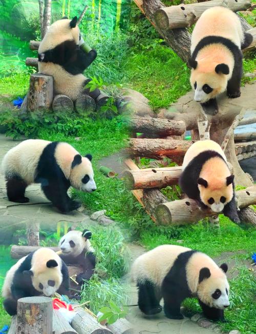 俄罗斯zoom与动物欢迎您宅男版