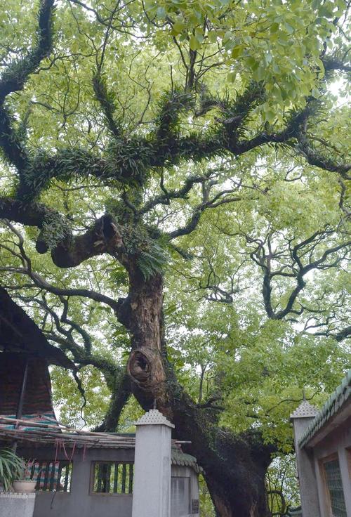 古树之道