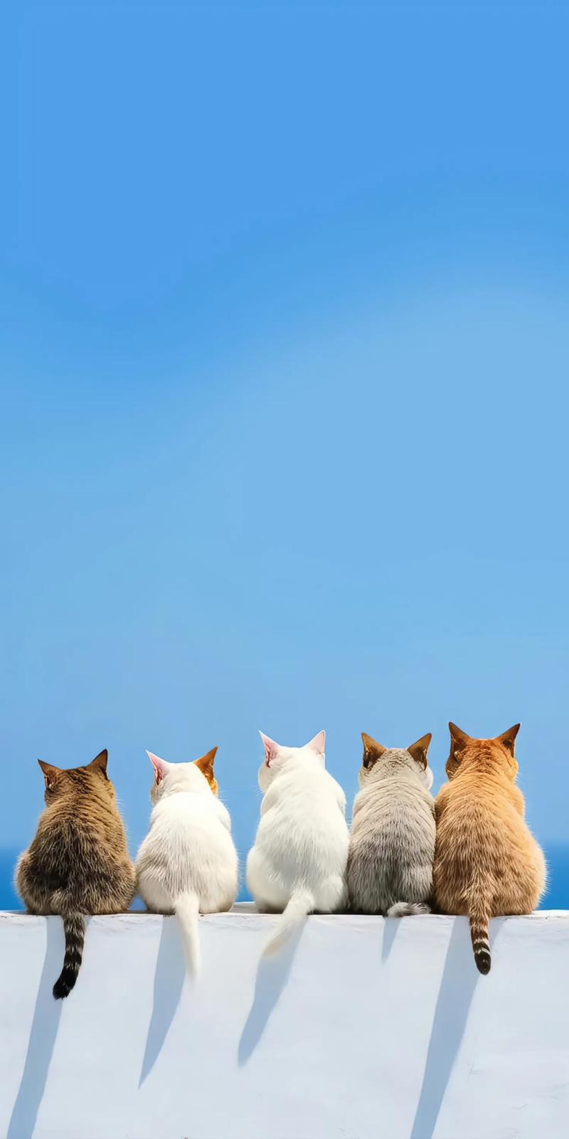 猫咪壁纸